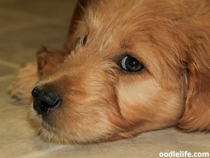 Flat online hair goldendoodle