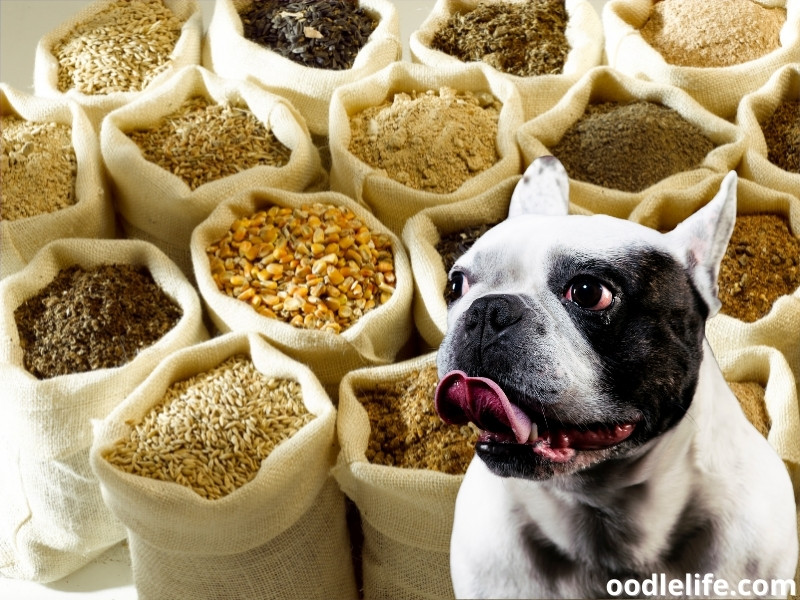 grains for dog