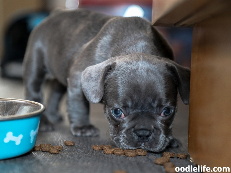 gray French Bulldog eats kibble