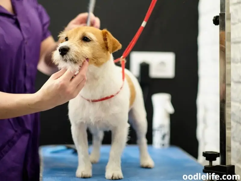 grooming Jack Russell Terrier