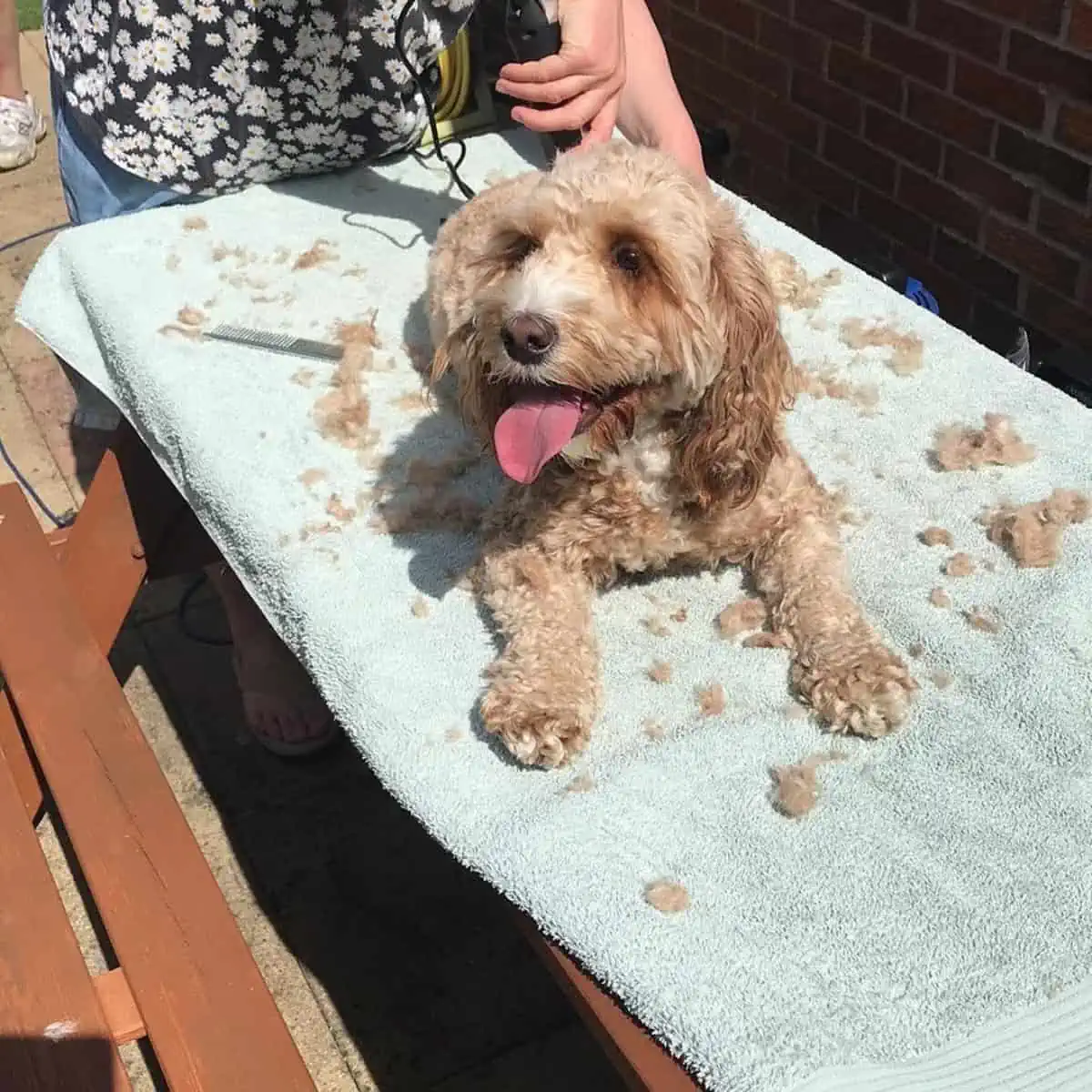 grooming Cockapoo at home