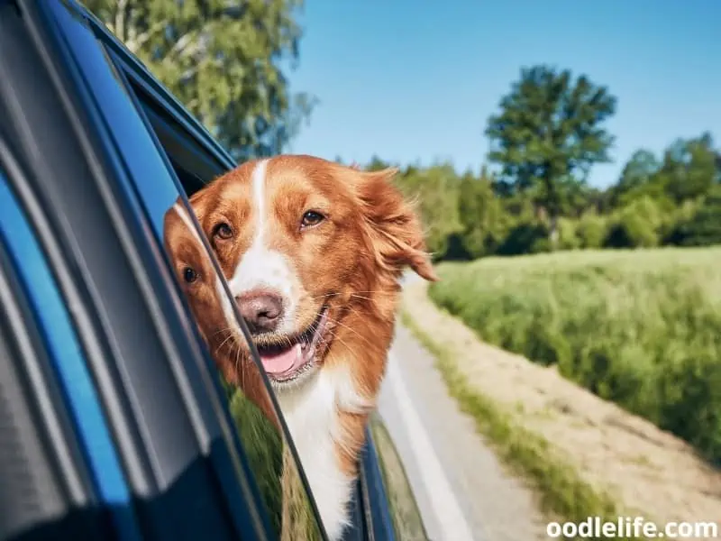 happy dog in the car