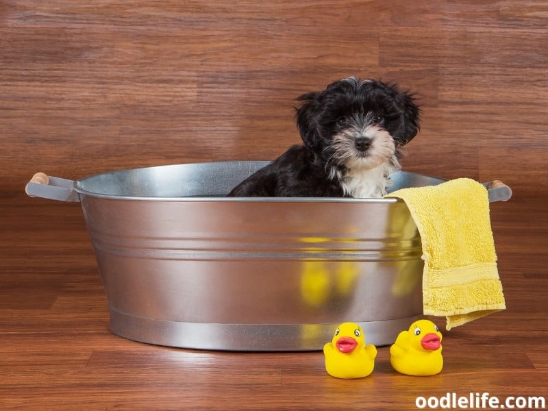 Havanese in external bathtub