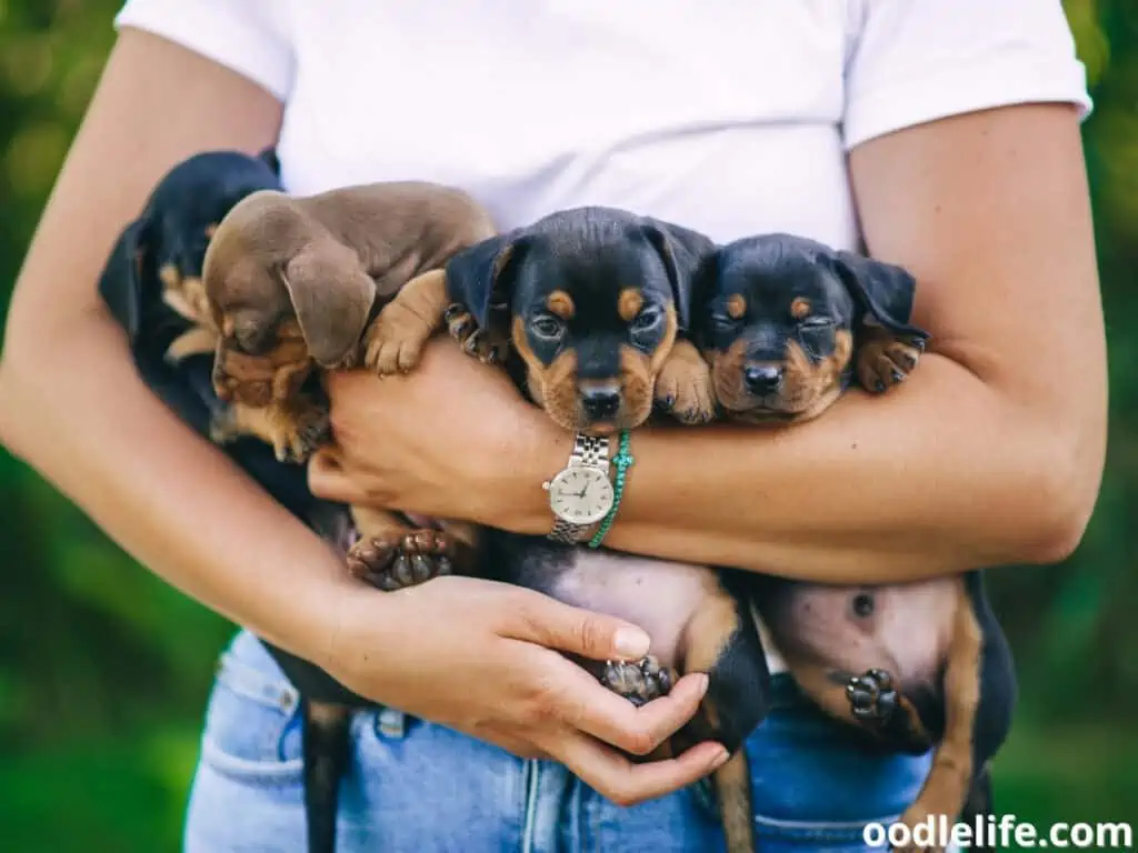 holding Dachshund puppies