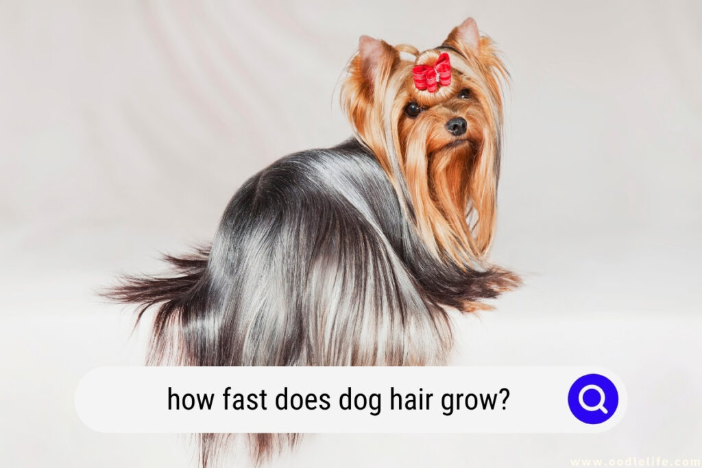 how fast does dog hair grow