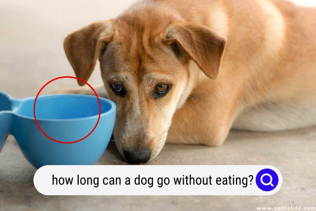 how long can chihuahua go without eating