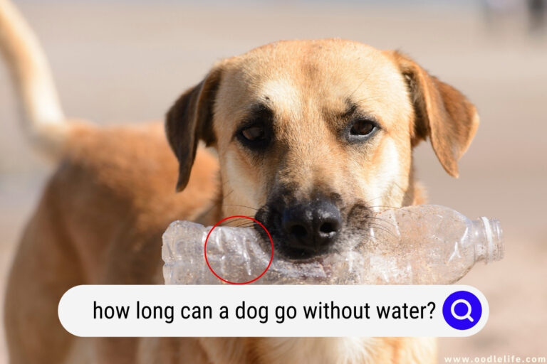 How Long Can a Dog Go Without Water? 💧 (Facts)