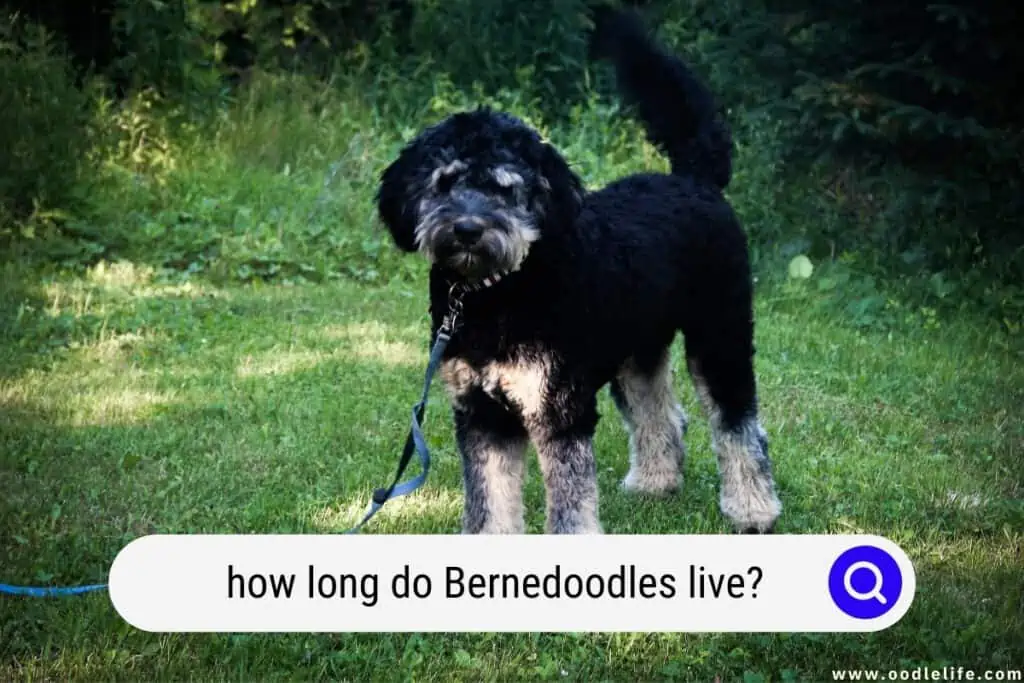 how long do Bernedoodles live