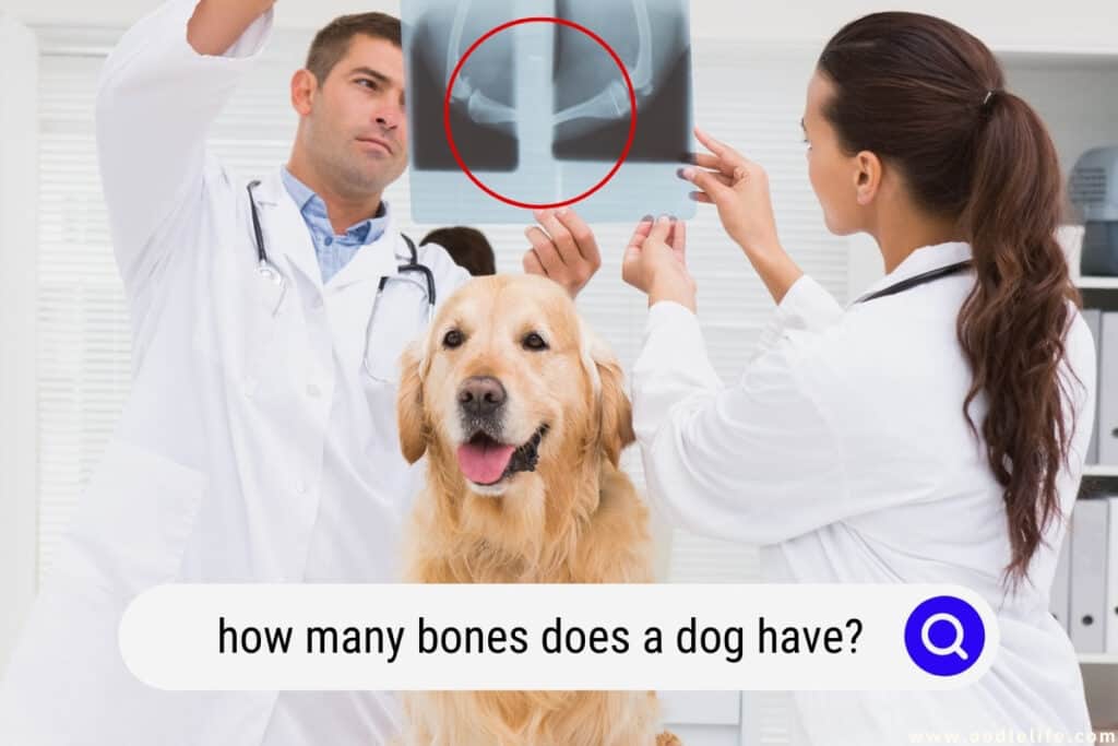 how many bones does a dog have