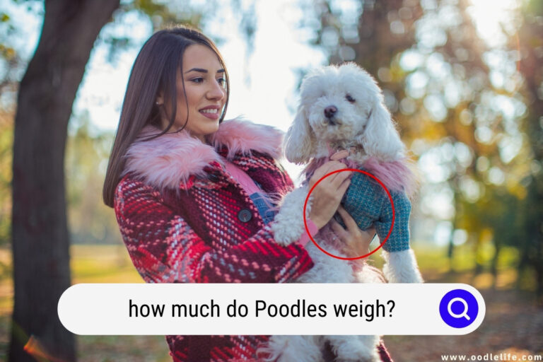 How Much Do Poodles Weigh? [Weight Chart]