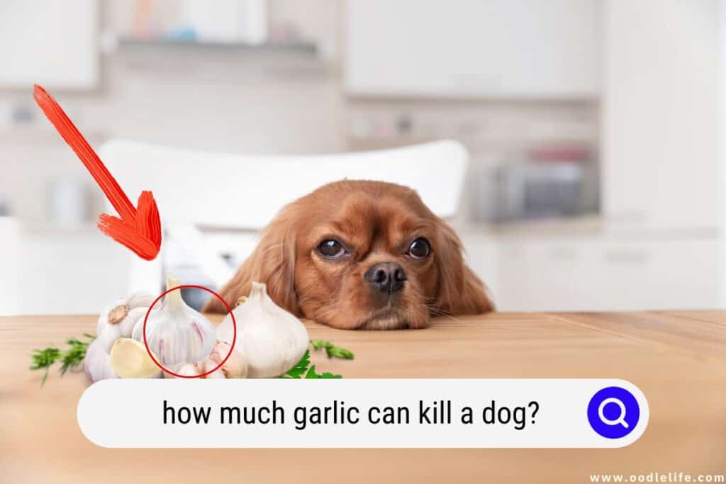 how much garlic can kill a dog