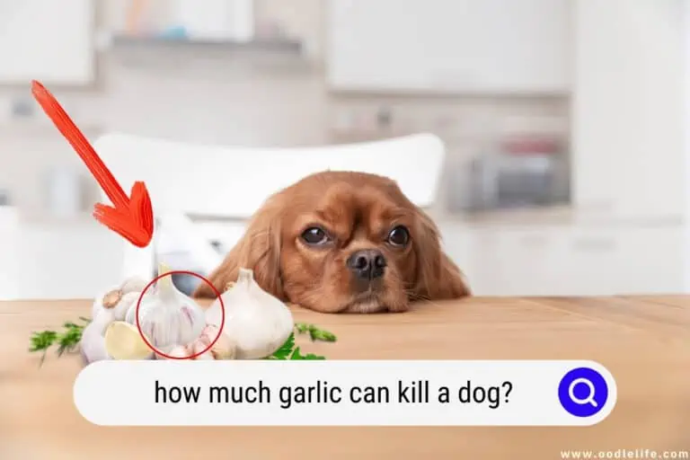 How Much Garlic Can Kill a Dog? (Help!)