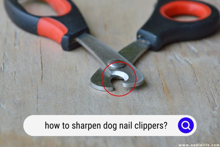 How to Sharpen Dog Nail Clippers? [Steps and Video]