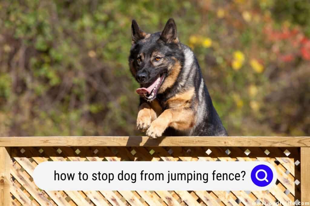 how to stop dog from jumping fence