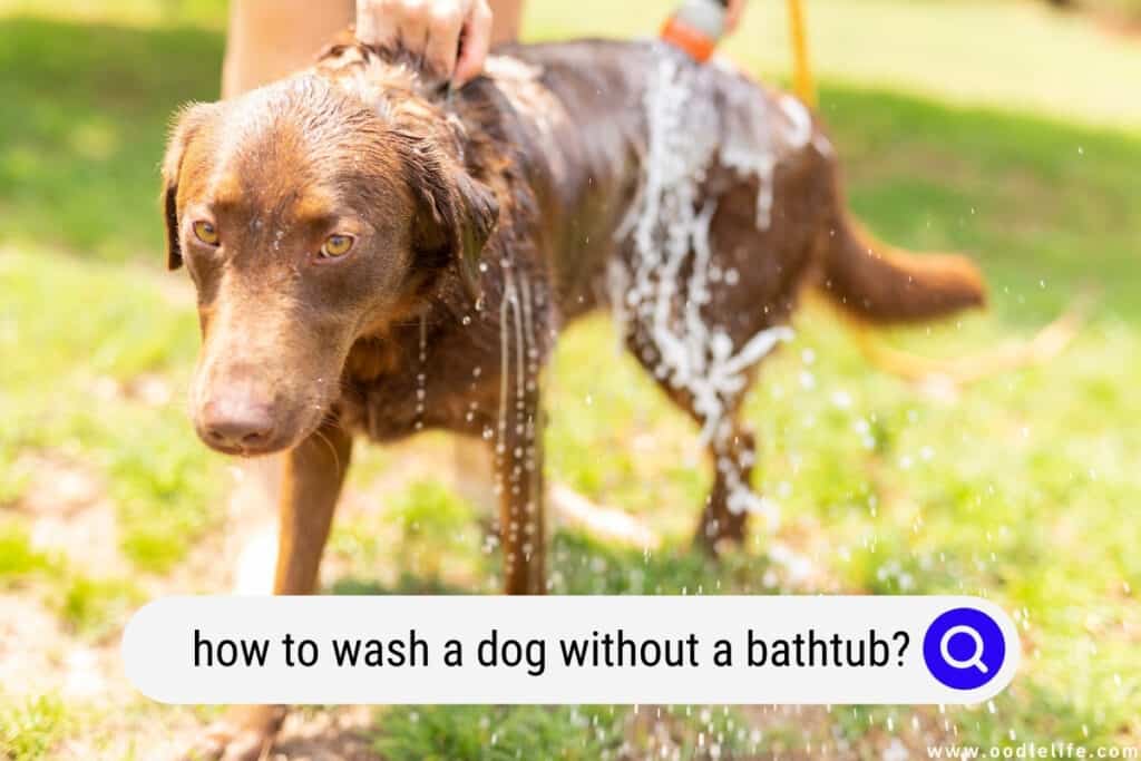 how to wash a dog without a bathtub
