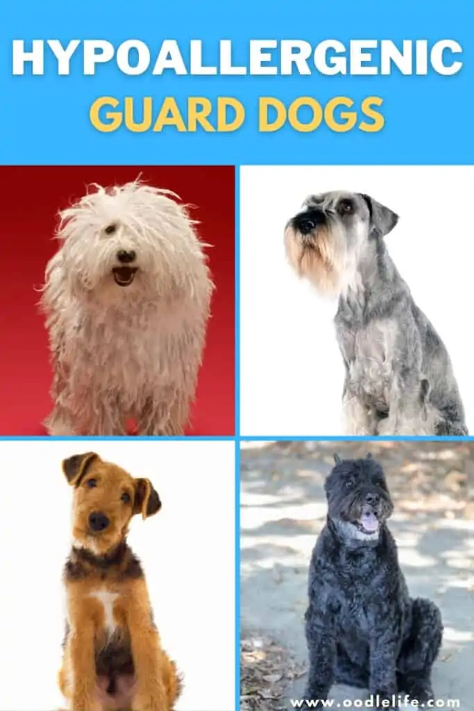 hypoallergenic guard dogs