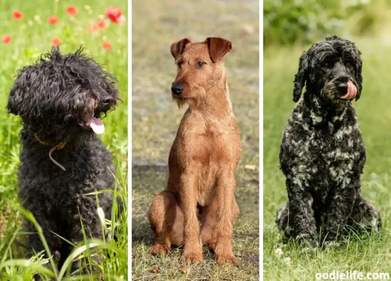 10 Hypoallergenic Guard Dogs [Breed Photos]