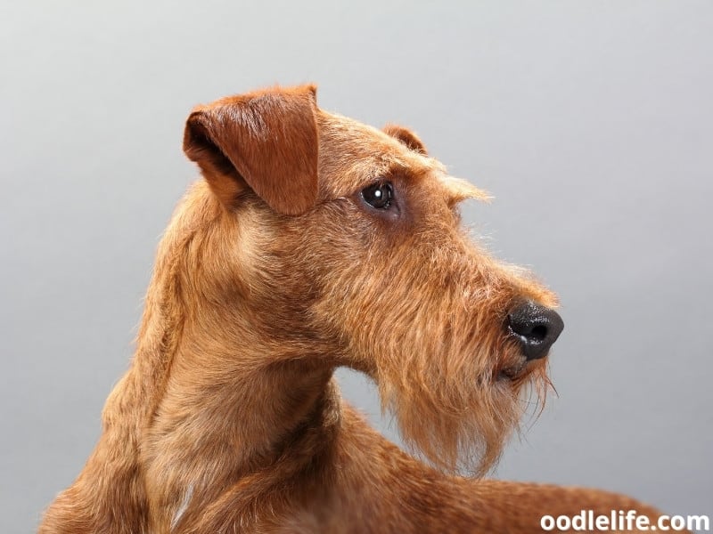 Irish Terrier side view
