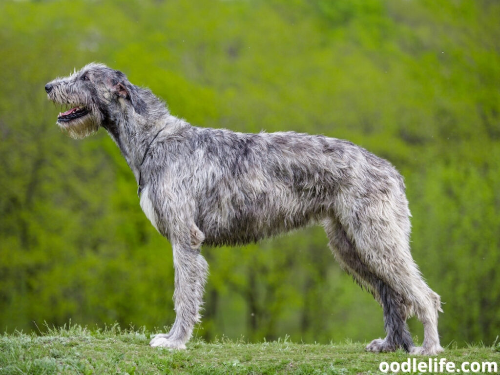 Irish Wolfhound stands