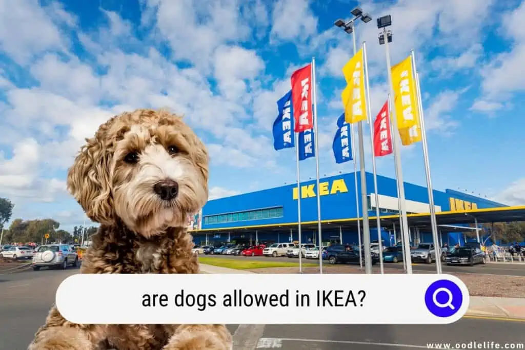 Ikea dogs in best sale store