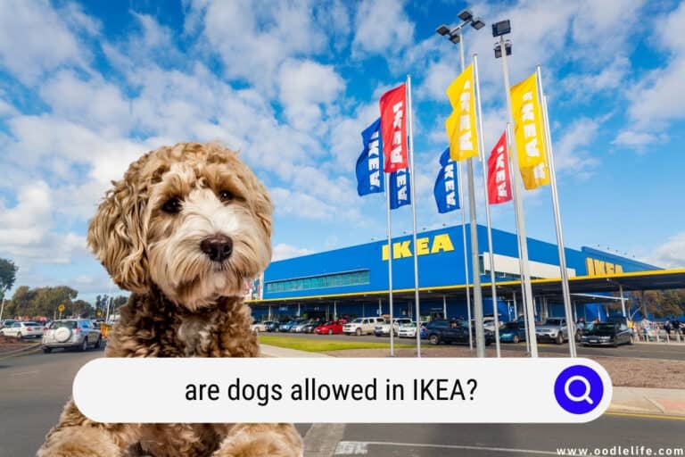 Are Dogs Allowed in IKEA? (2026 Update) Is IKEA Pet Friendly?