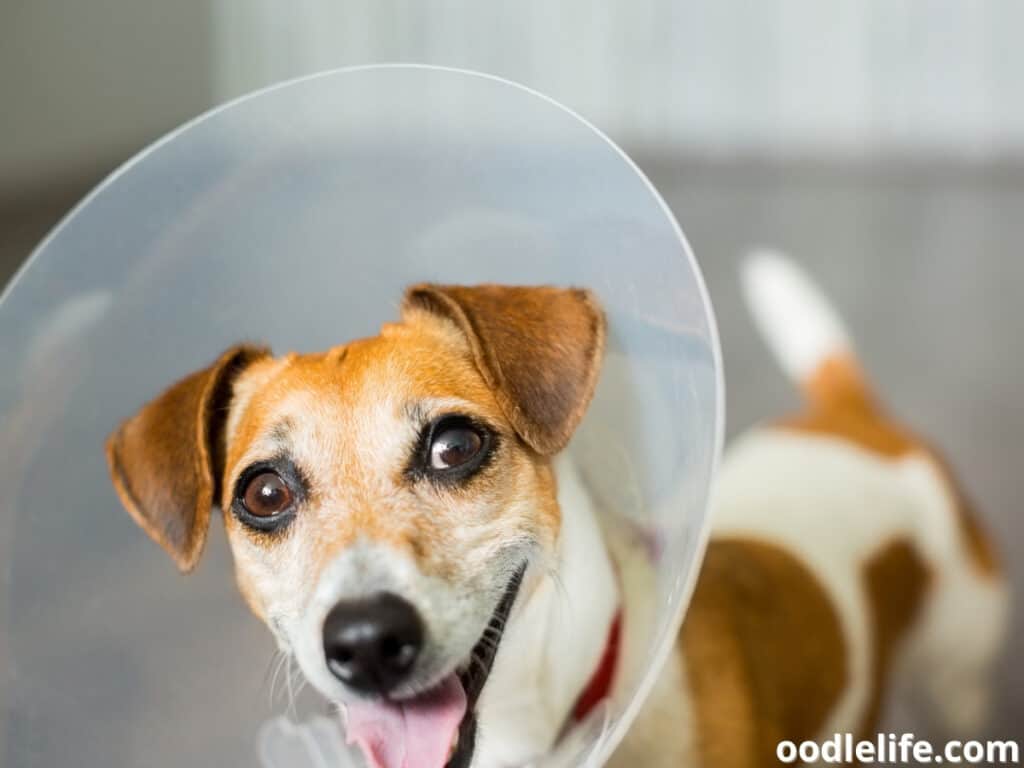 Jack Russel Terrier with Elizabethan collar