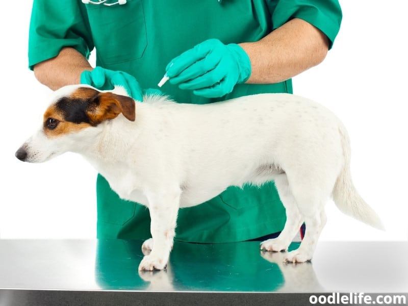 Jack Russell Terrier check-up