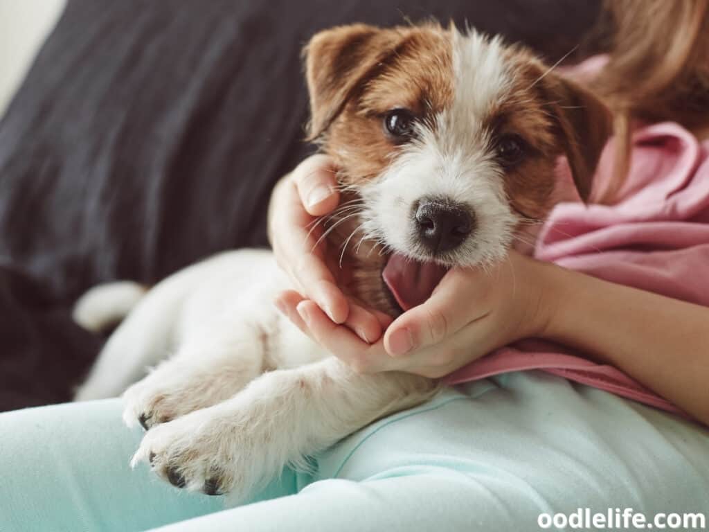Why won’t my dog lay on my lap?