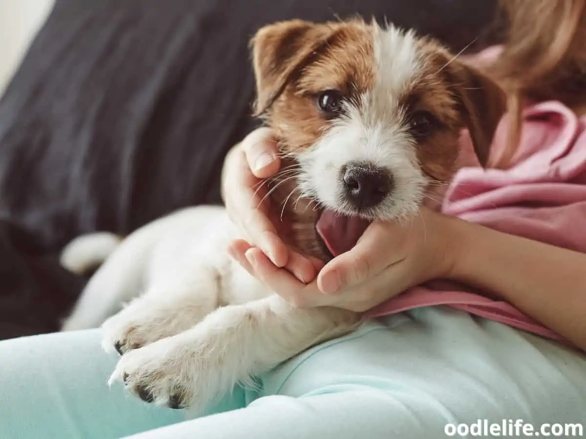 Jack Russell Terrier licking