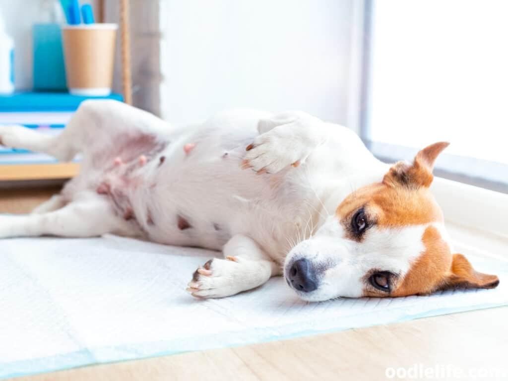 Jack Russell Terrier lying on the table