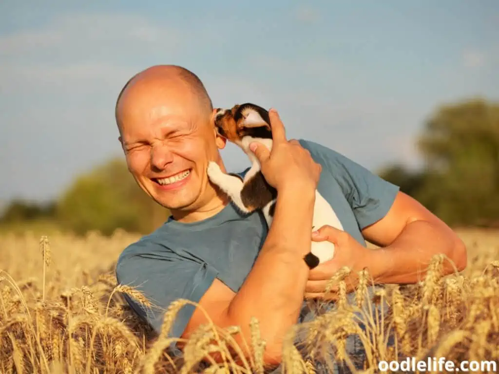 Jack Russell Terrier nibbles ear