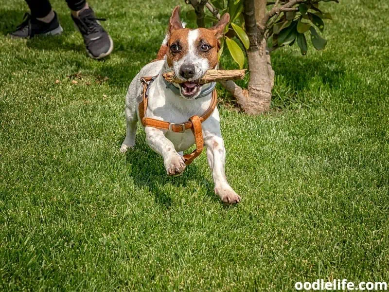 Jack Russell Terrier playing