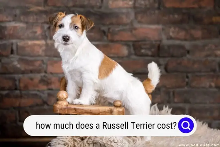 How Much Does a Russell Terrier Cost? (2023 Jack Russell Terrier Price Guide)