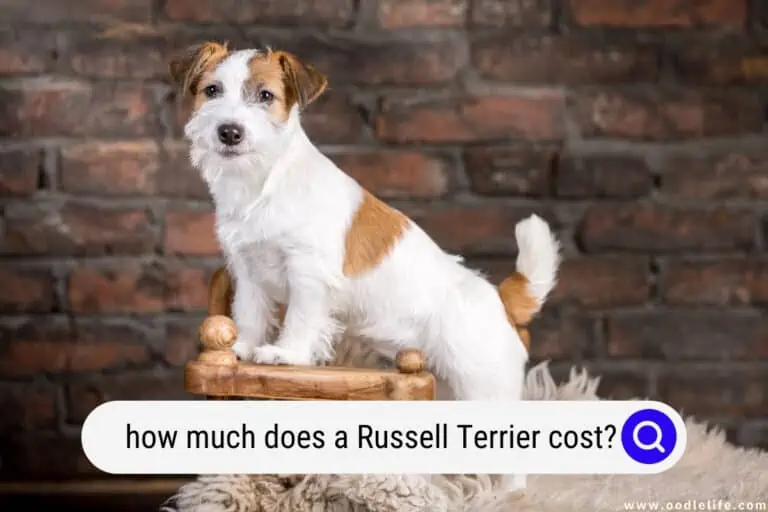 How Much Does a Russell Terrier Cost? (2024 Jack Russell Terrier Price Guide)