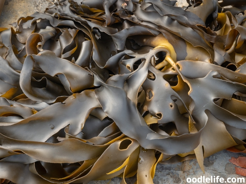 kelp seaweed