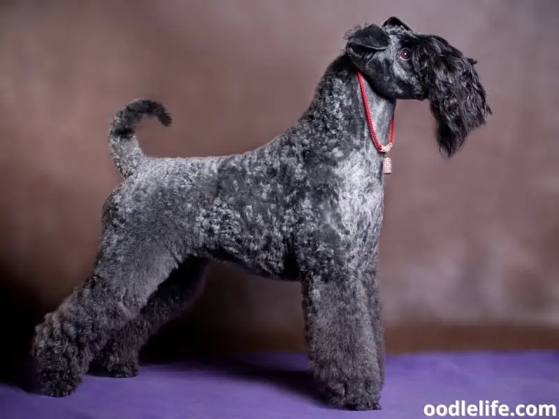 Kerry Blue Terrier