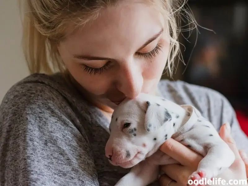 kissing Dalmatian puppy