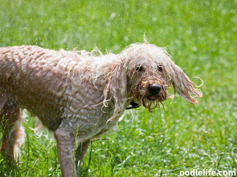 Labradoodle after bath