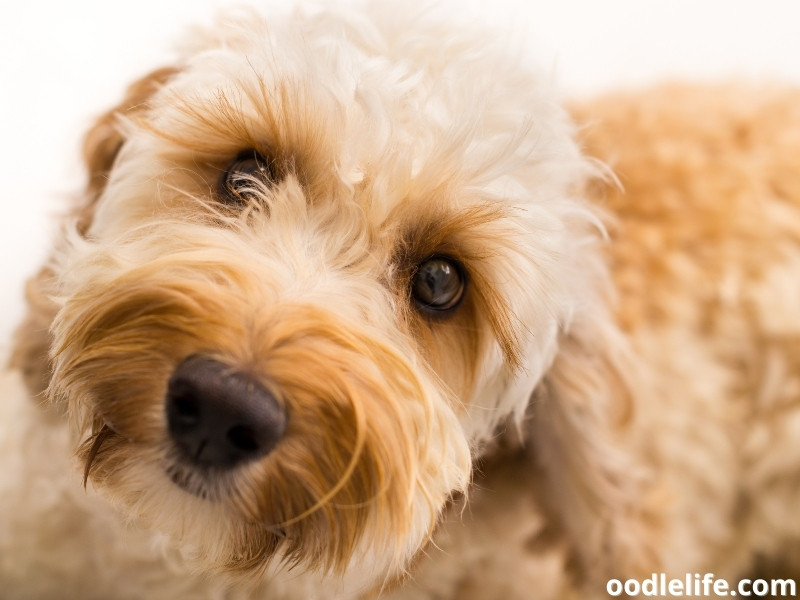 Labradoodle close up photo