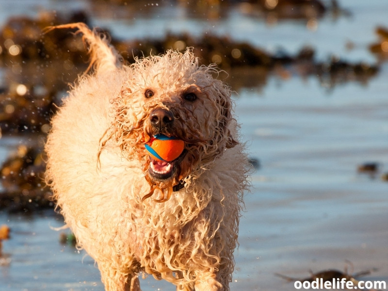 Labradoodle plays at the beach