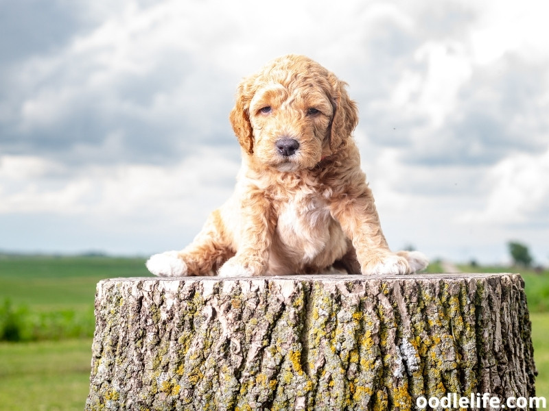 Labradoodle puppy