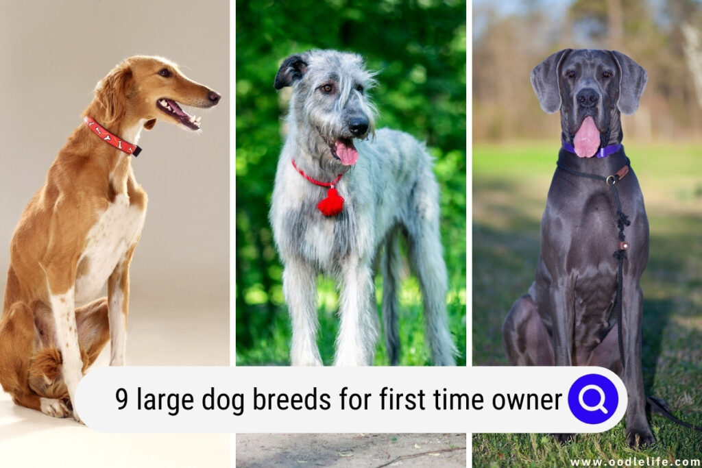 large dog breeds for first time owner