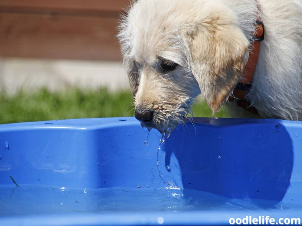 large dog water bowl