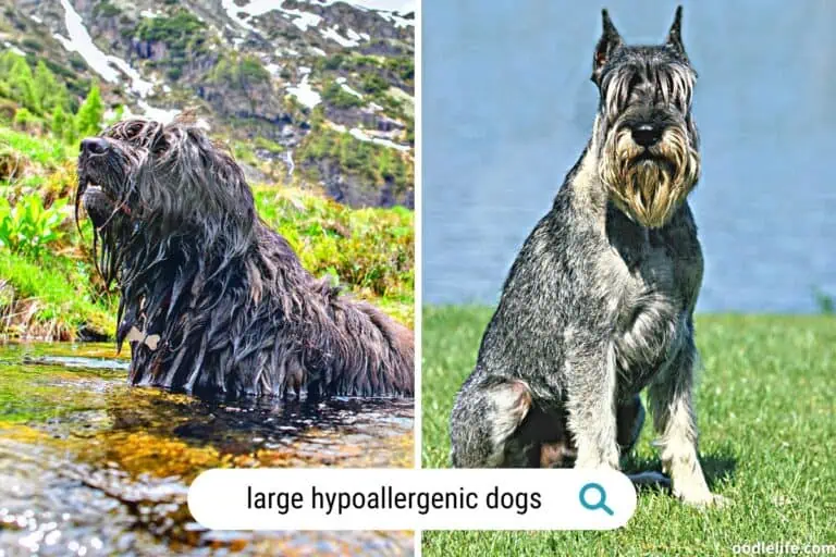 11 Large Hypoallergenic Dogs (Breeds with Photos)