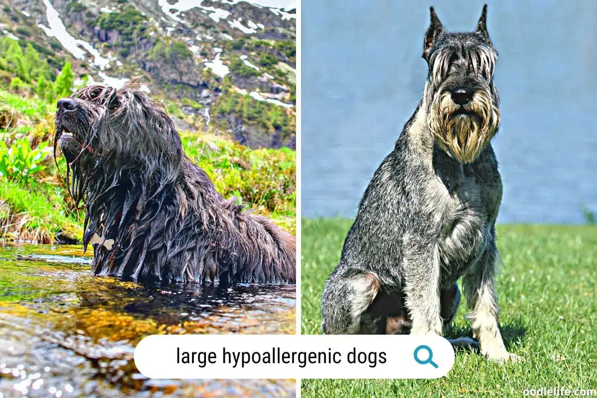 The BEST large hypoallergenic dog breeds