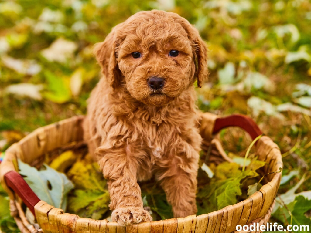 light brown and curly Goldendoodle puppy