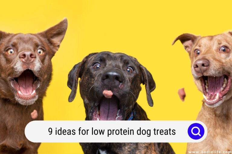 9 Ideas for Low Protein Dog Treats (DIY and Budget)