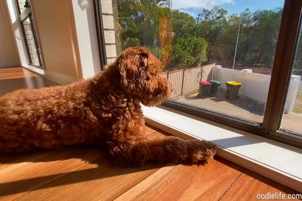 mini apricot labradoodle boy puppy looks out window