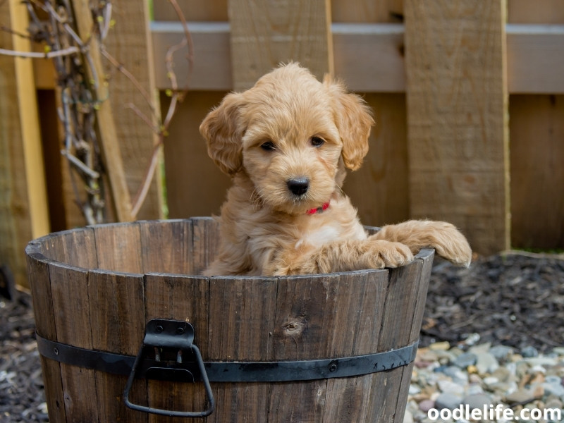 Mini Goldendoodle puppy