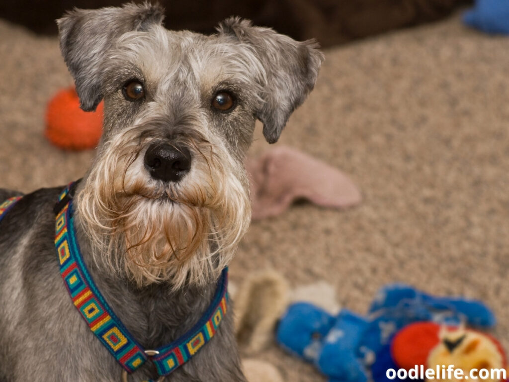 Miniature Schnauzer toys